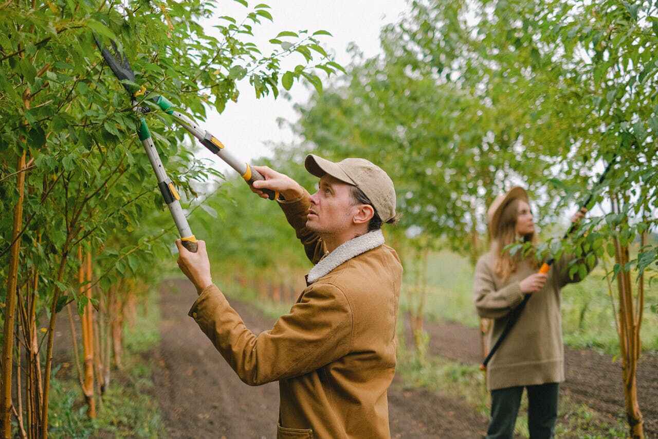 Best Tree Removal Near Me  in Glendale, WI